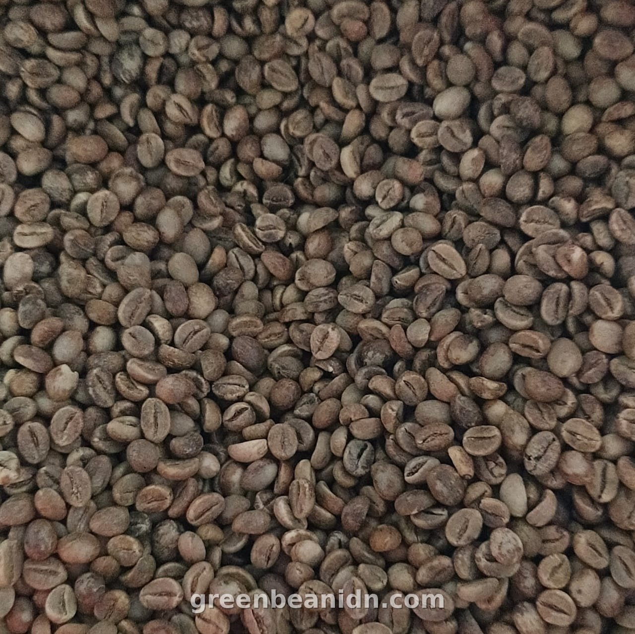 Fine Robusta green coffee beans Temanggung Indonesia