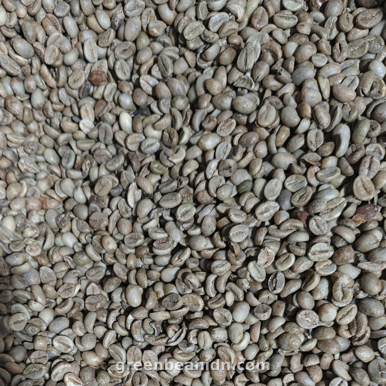 Standard commodity Robusta green coffee beans comparison