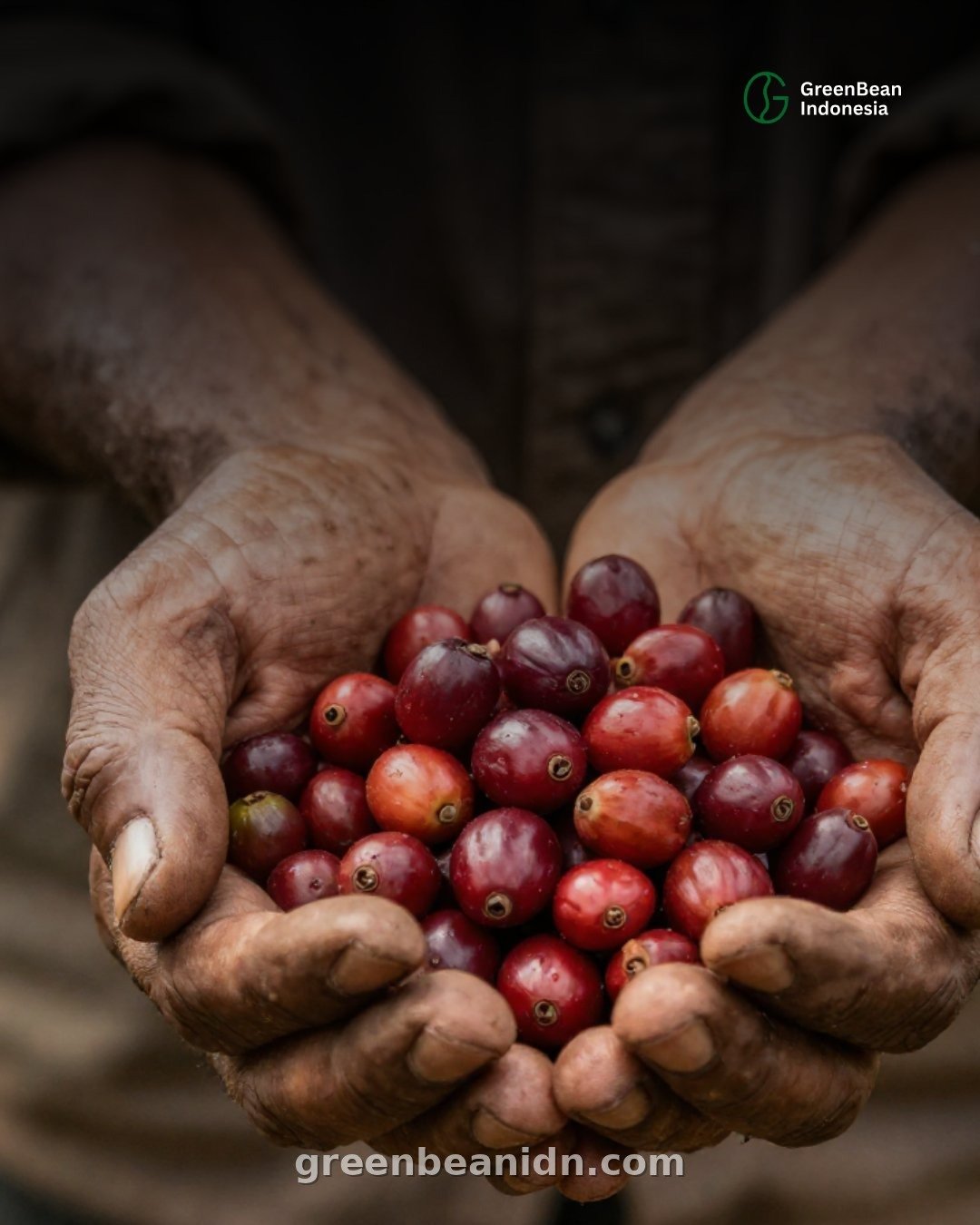 Farmer hands holding freshly harvested red coffee cherries from Temanggung Indonesia
