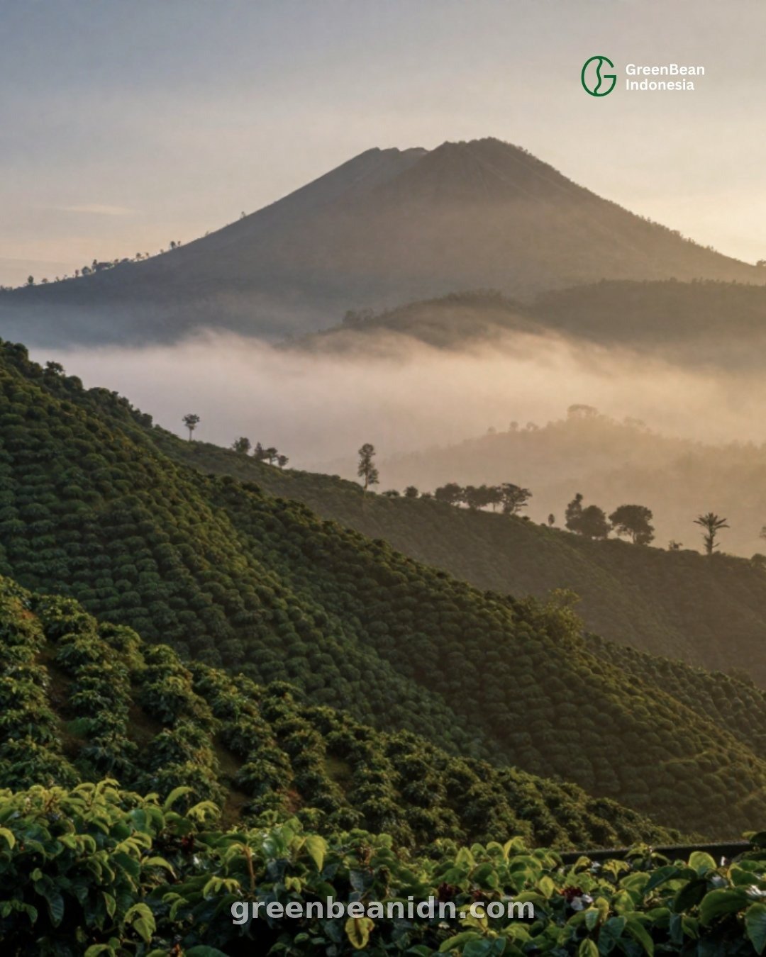 Coffee cherries drying on raised beds during natural processing in Indonesia